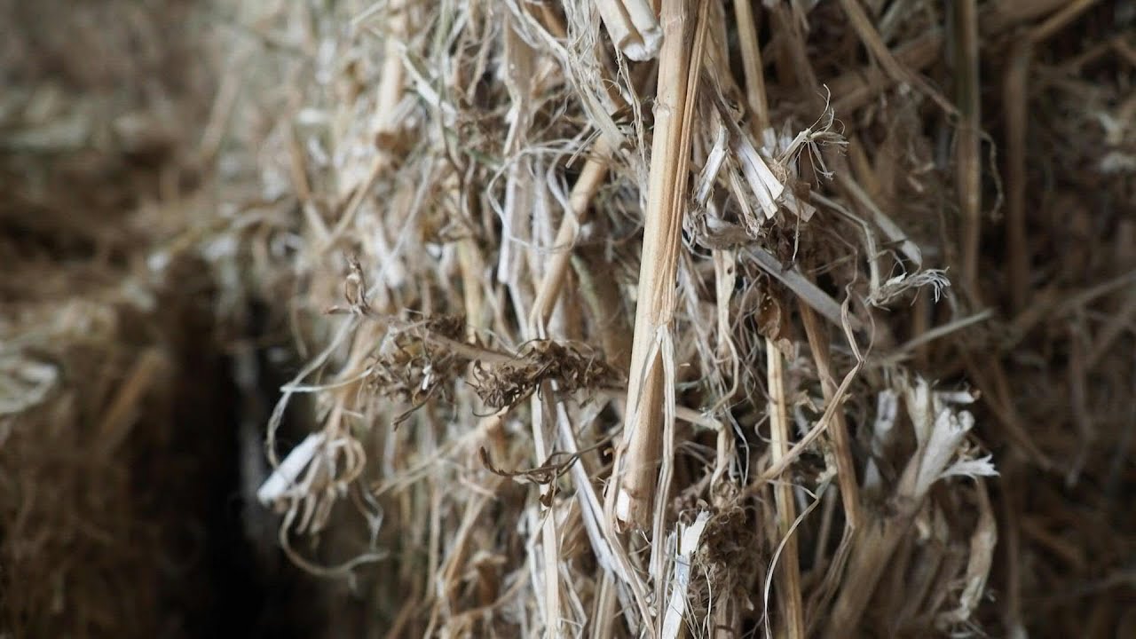 Le chanvre, un excellent isolant du chaud pour le BTP | AFP News