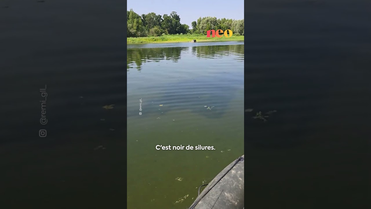 À Orléans, ce pêcheur tombe sur des dizaines de silures