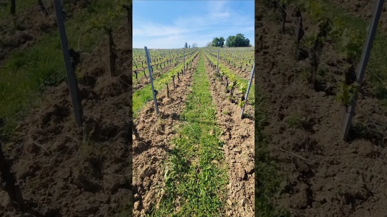 📍 Point Millésime n°6 du 27 avril 2026 #vigneron #agriculture #viticulteur #vignoble #viticulture